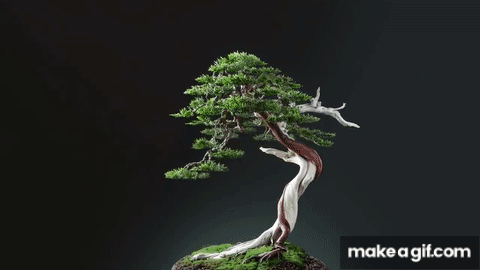 A Wild Tree (Yamadori) Becomes a Bonsai on Make a GIF