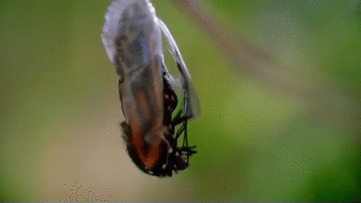 Birth Of A Butterfly on Make a GIF