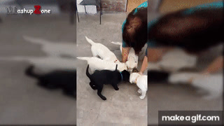 Funny Puppies And Cute Puppy Videos Compilation 2016 [BEST OF] on Make a GIF