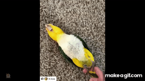 🤣 Cute Parrots Doing Funny Things #2 - 😍 Cutest Parrots In The World 2018  on Make a GIF