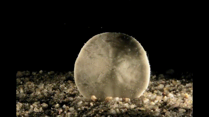 The shell of a sand dollar dissolving away in acidic water on Make a GIF