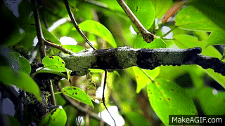 Leaf-tailed Geckos (Uroplatus) of Madagascar! Video series. on Make a GIF