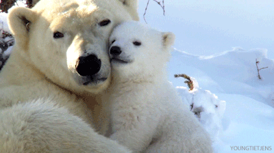 I Love You Mama Bear We Also Have A Telegram Funny Cat Gifs On Make A Gif