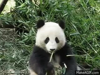 Image result for panda gif eating bamboo