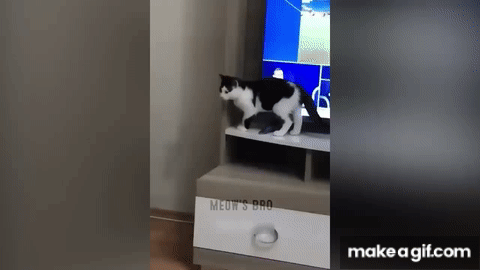 The 28 Funniest Animal GIFs Ever