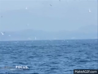 0PQD0k.gif