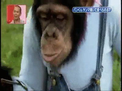 Pan Kun Simpanse No Kawai Cute On Make A Gif