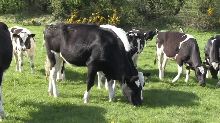 Cows Graze in a field on Make a GIF