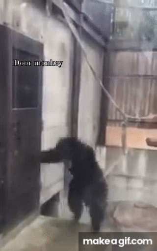 гифка обезьяна стучит в дверь