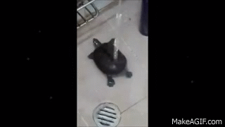 Turtle Dancing in the Shower!! (Shake Your Booty) on Make a GIF