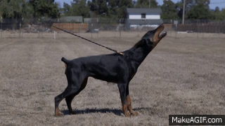 incredible dobermans