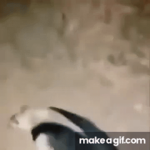 Anteater T pose halo meme on Make a GIF