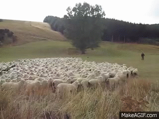 Sheep through the gate on Make a GIF
