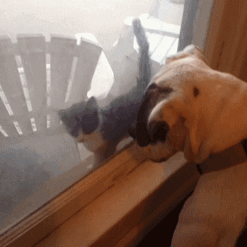 dog-an-cat-funny-gifs FOR MORE FUNNY GIFS FOLLOW : WOW-ANIMALS on Make a GIF dog-an-cat-funny-gifs FOR MORE FUNNY GIFS FOLLOW : WOW-ANIMALS on Make a GIF