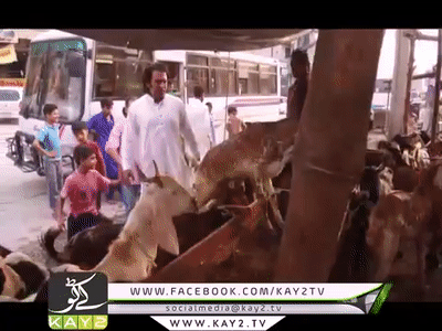Bakra Eid Comedy Drama "Hye mera Bakra "’’ ہائے میرا بکرا ‘‘ On K2 TV