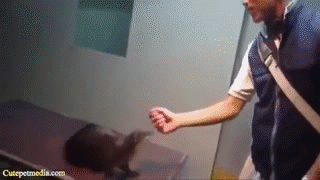 Best Funny Cats Fails Compilation  Funny Cat Videos 2014 animated gif