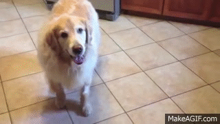 TOP 10 OF THE FUNNIEST GOLDEN RETRIEVER VIDEOS OF ALL TIME on Make a GIF