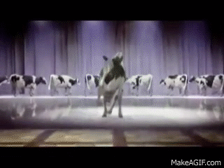 cow singing happy birthday on Make a GIF