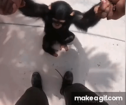 Monkey Spinning Meme (with Hey Ya! music) on Make a GIF
