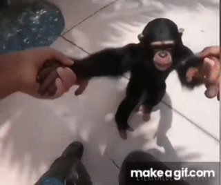 Spinning Monkey GIF - Spinning Monkey You Played Yourself