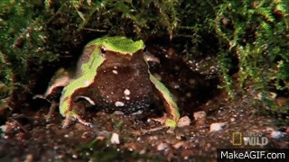 get out frog gif