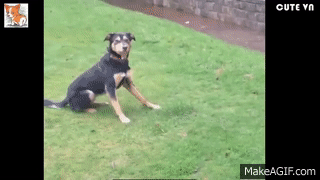 Dogs and Cats Doing Funny Things - Funny Animals Compilation on Make a GIF