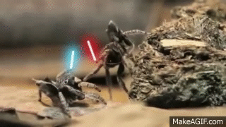 Peacock Spider With Lightsabers On Make A Gif