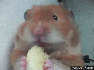 cute teddy bear hamsters eating