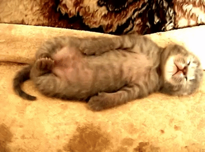 Видео спящего кота. Спящий вислоухий котенок. Котенок храпит. Спящий вислоухий кот.
