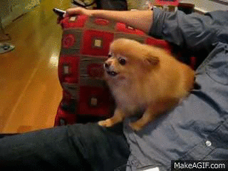 Angry little dog on Make a GIF