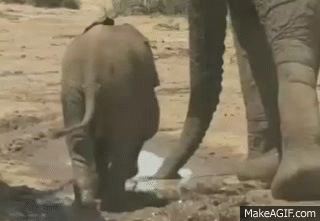 Cutest Baby Elephant Fall Ever On Make A Gif