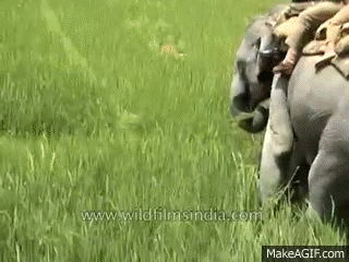 tiger attack man on elephant