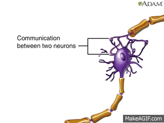 How Nervous System Works Animation - Nerve Conduction Physiology. Central &  Peripheral Anatomy Video on Make a GIF