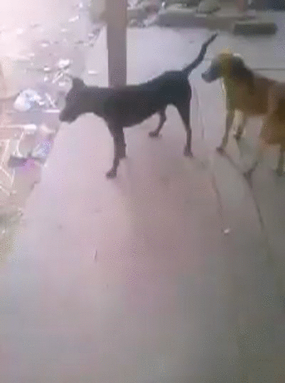 Собаки спариваются. Собака спаривается с человеком.