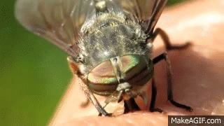 Image result for horse fly gif