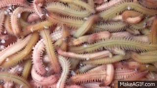 Tươi như con rươi on Make a GIF