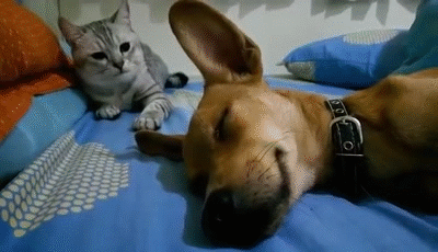 Cat Viciously Attacks Sleeping Dog on Make a GIF