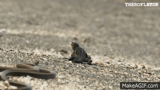 Iguana chased by snakes - Planet Earth II on Make a GIF