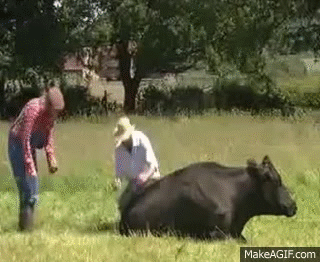 Image result for cow fart gif