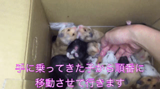 お掃除中、ハムスターたちに協力してもらう動画