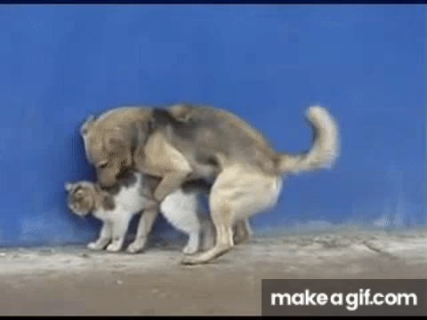 Dog humping a cat on Make a GIF 