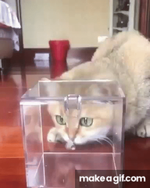 Awwwww - the cutest cat video I've ever seen