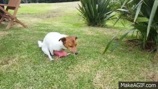 Horny Dogs Humping Humans (funny compilation) on Make a GIF