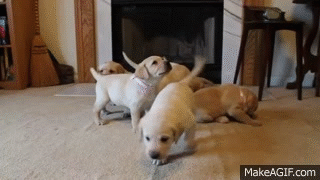 Cute Lab Puppy Gif