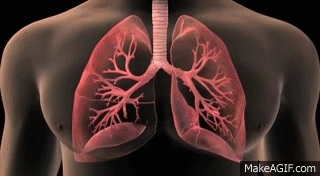 Lung Anatomy Animation | Premier Hematology & Oncology on Make a GIF