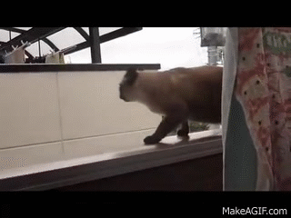 Эпический прыжок кота / Epic cat jump on Make a GIF