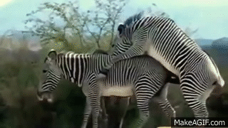 Animals Mating: Videos Top 10 Zebra Mating And Hosre Mating - Funny Animals  Mating Compilation 2015 on Make a GIF