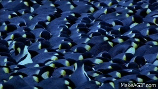 Emperor Penguins Huddle for Warmth | Nature on PBS on Make a GIF