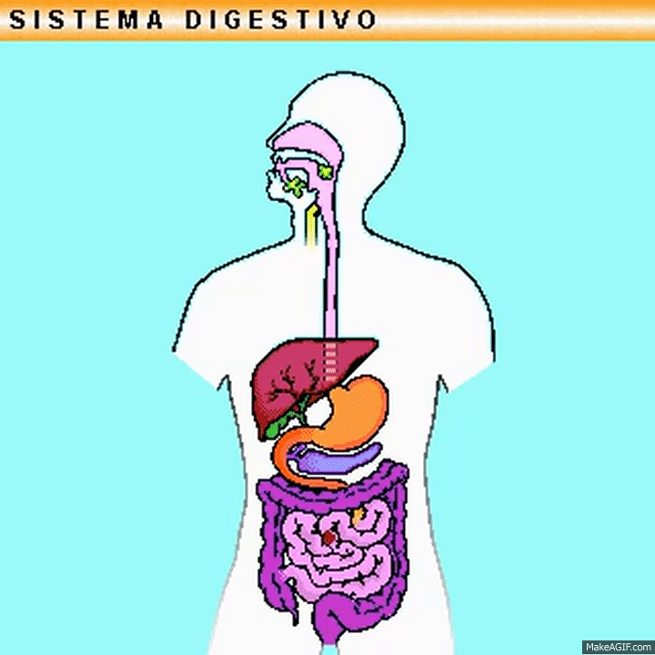 Sistema digestivo on make a gif bilarasa