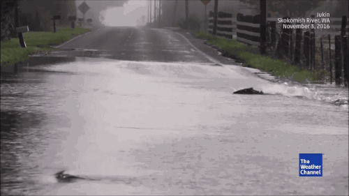Salmon Swimming Across the Road [video] on Make a GIF
